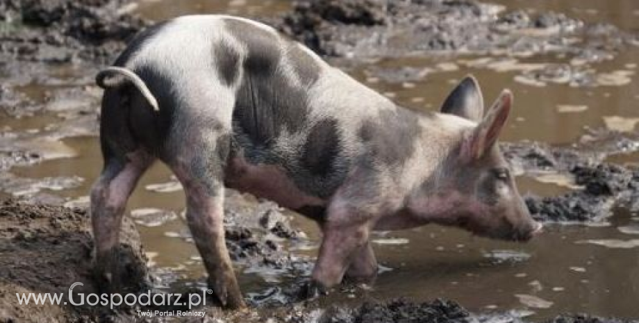 Działania po wyznaczeniu 5. ogniska ASF u świń w Polsce