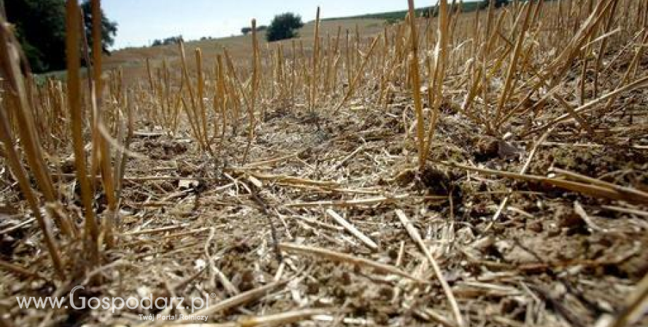BGŻ BNP Paribas: Plony zbóż podstawowych spadną o 10-15%, a kukurydzy nawet o 30%