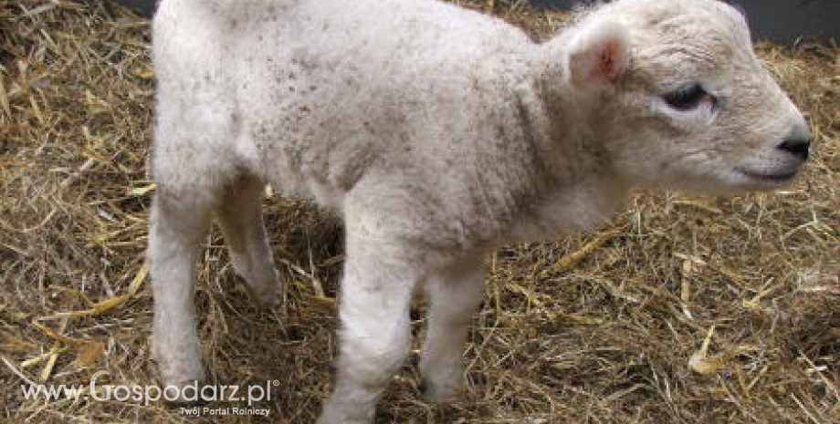 Spadek importu mięsa owczego i koziego do UE (I-IX 2014)