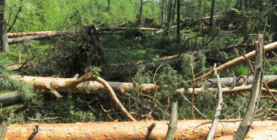 Nawałnica pod Sieniawą zniszczyła lasy