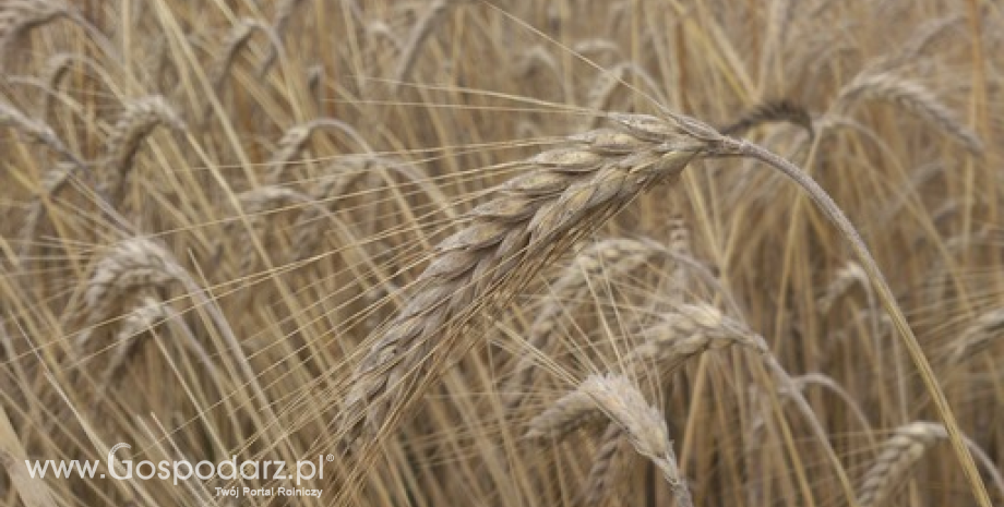 USDA podniósł prognozy zbiorów zbóż