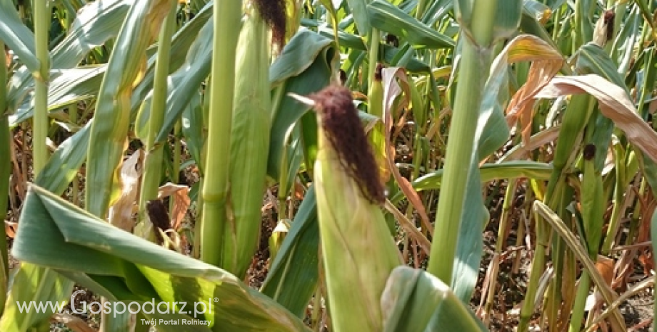Dużo lepsze prognozy USDA dla światowego i krajowego rynku kukurydzy
