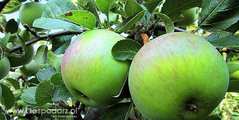 Unijny eksport jabłek w sezonie 2015/2016 może spaść do 1,16 mln ton