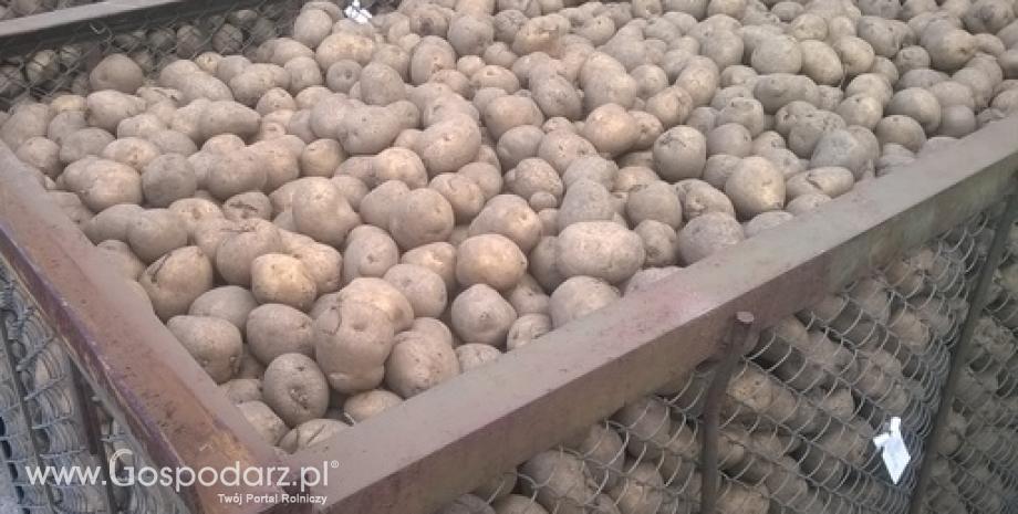 Podaż ziemniaków jest wystarczająca, by zaspokoić zapotrzebowanie rynku