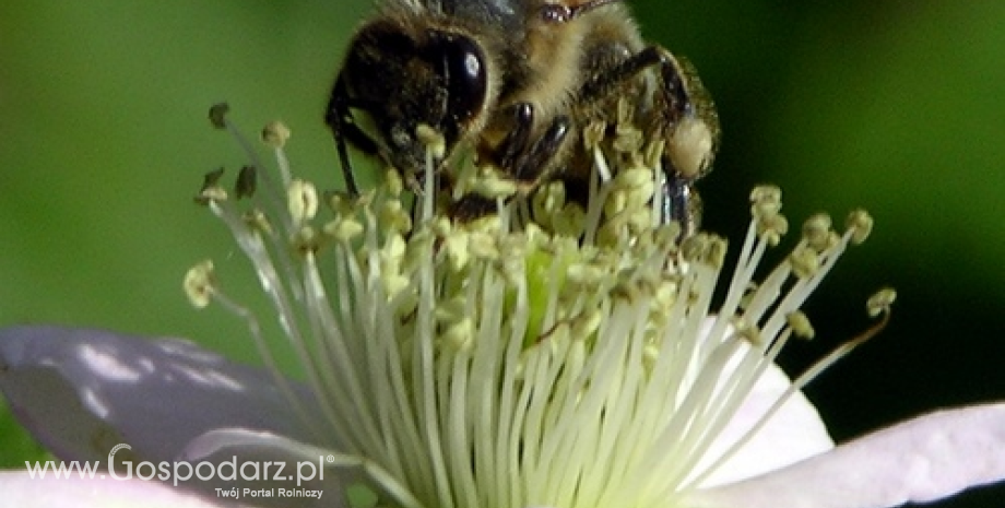 20 maja Światowym Dniem Pszczół?