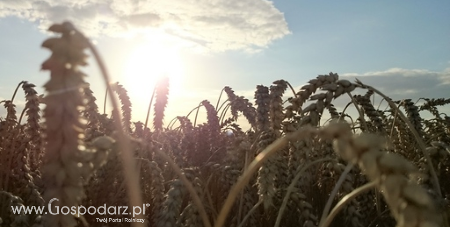 Produkcja pszenicy w Wielkiej Brytanii powyżej 16 mln ton