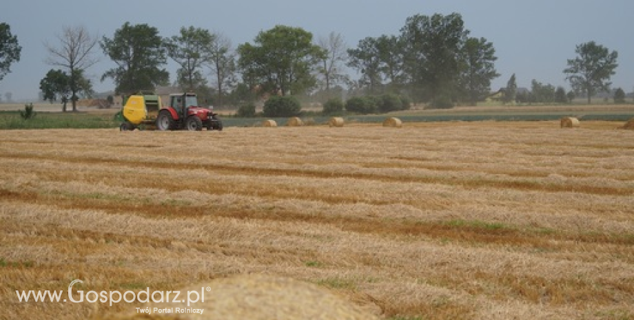 Rynek zbóż w Polsce i na świecie (08-14.09.2014)