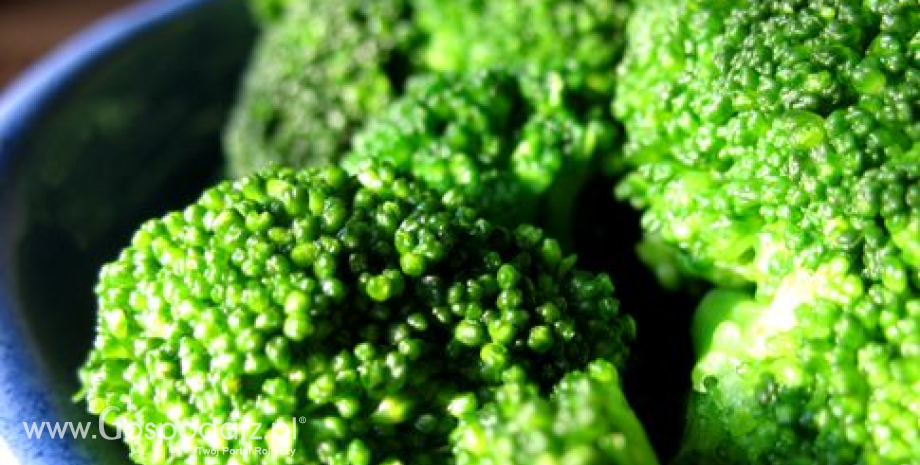 Słów kilka o uprawie brokułów