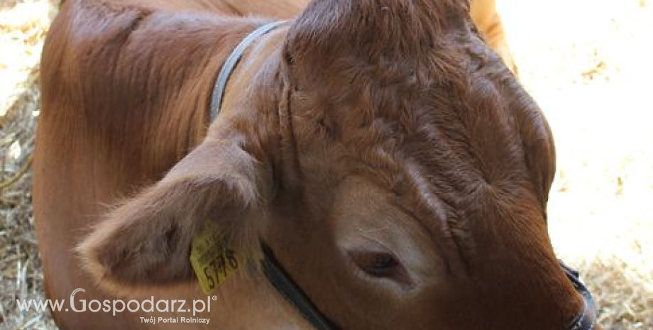 Wyższe pogłowie bydła i produkcja żywca wołowego w Polsce