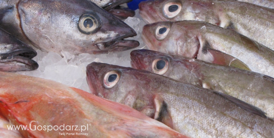 Pogorszyła się sytuacja ekonomiczno-finansowa sektora przetwórstwa ryb