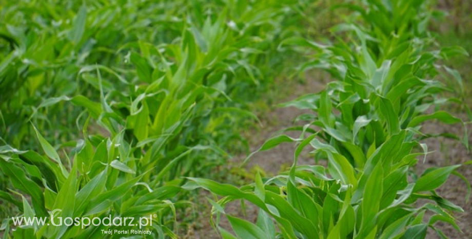 Kukurydza i pszenica konsumpcyjna w trendzie zwyżkowym