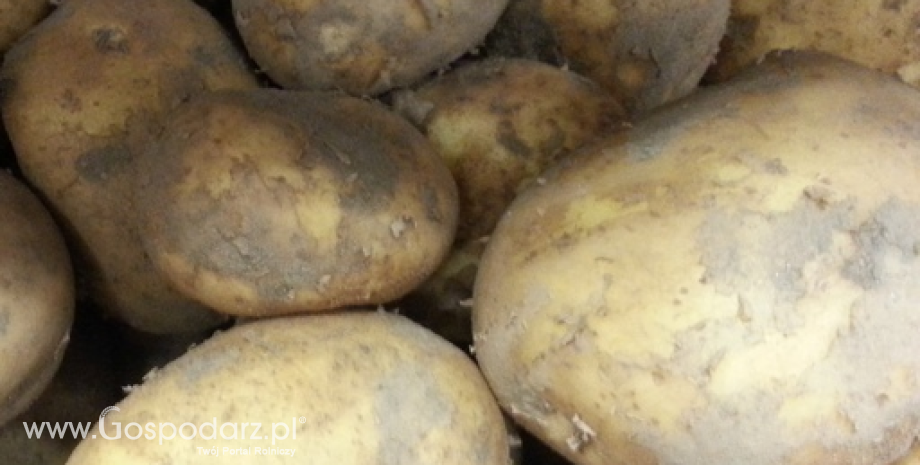 Ceny ziemniaków w Polsce (13-23.07.2015)