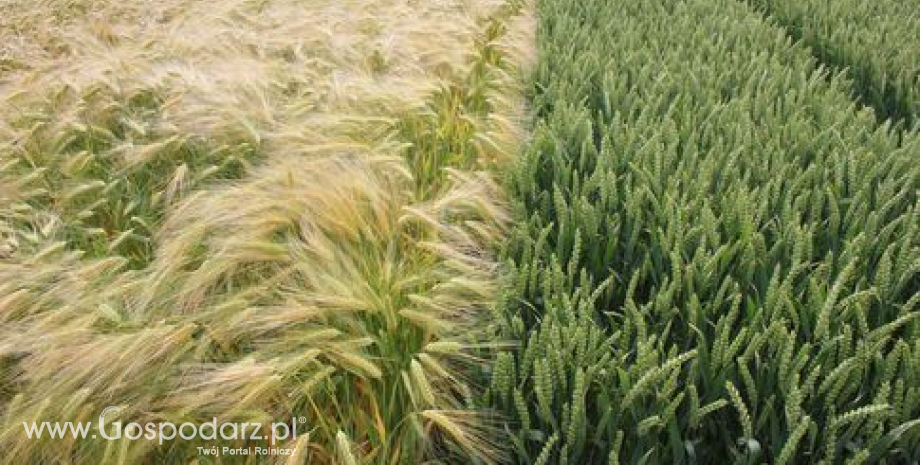 Eksport zbóż z Ukrainy może sięgnąć nawet 40 mln ton