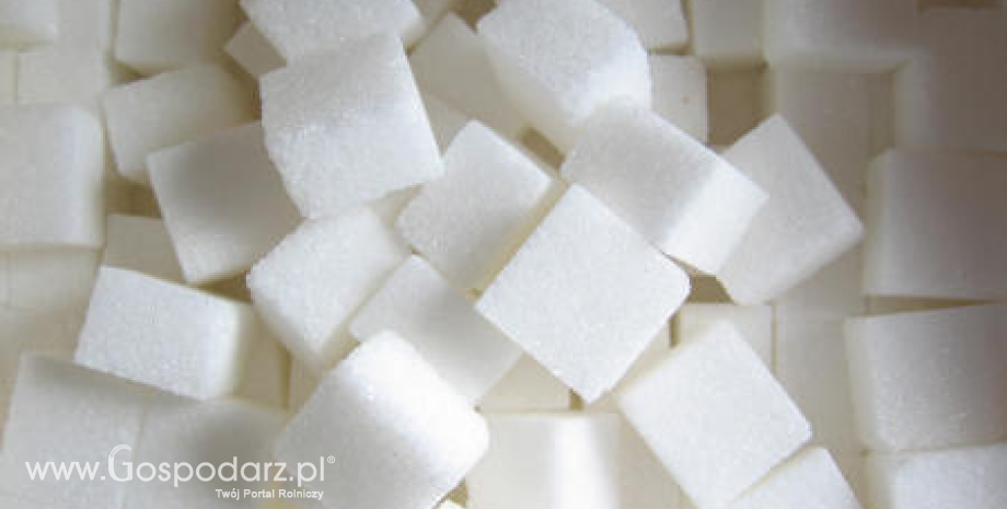Produkcja cukru w UE zbliży się do poziomu 20 mln ton