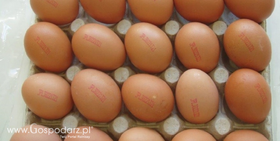Polskie jaja z salmonellą. Trwa wycofywanie z rynku jaj oznakowanych numerami: 3PL30221321 i 3PL30221304