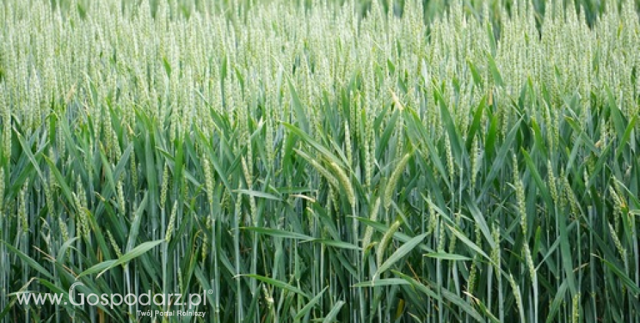 USDA podniósł lekko globalną prognozę zbiorów pszenicy