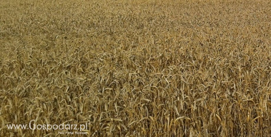 USDA prognozuje rekordowe zbiory pszenicy