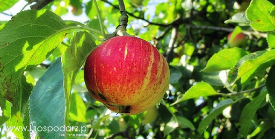 Rekordowe zbiory jabłek w Polsce ciążyły na ich cenach w sezonie 2016/17