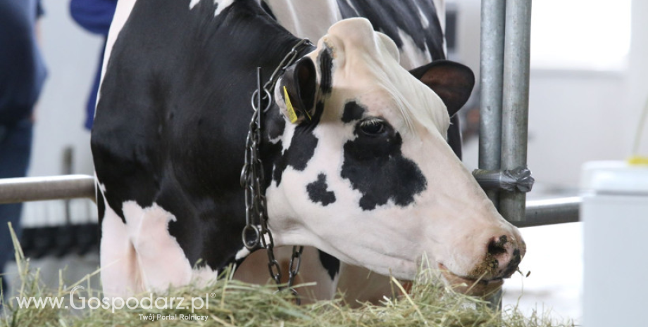 Produkcja mleka i pogłowie krów w Unii Europejskiej