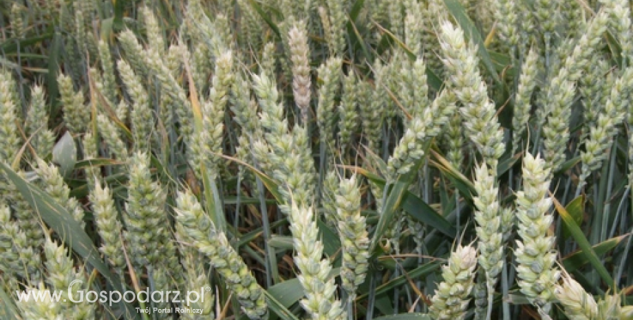 Notowania zbóż i oleistych. Kontrakty na pszenicę tracą po zdarzeniach w Egipcie (1.02.2016)