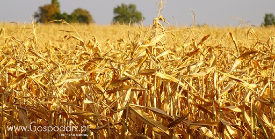 Kukurydza 2015, czyli przegrana bitwa z suszą
