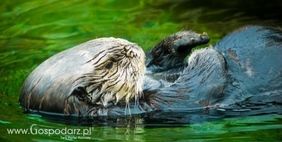 Rekordowa populacja bobrów w Wielkopolsce