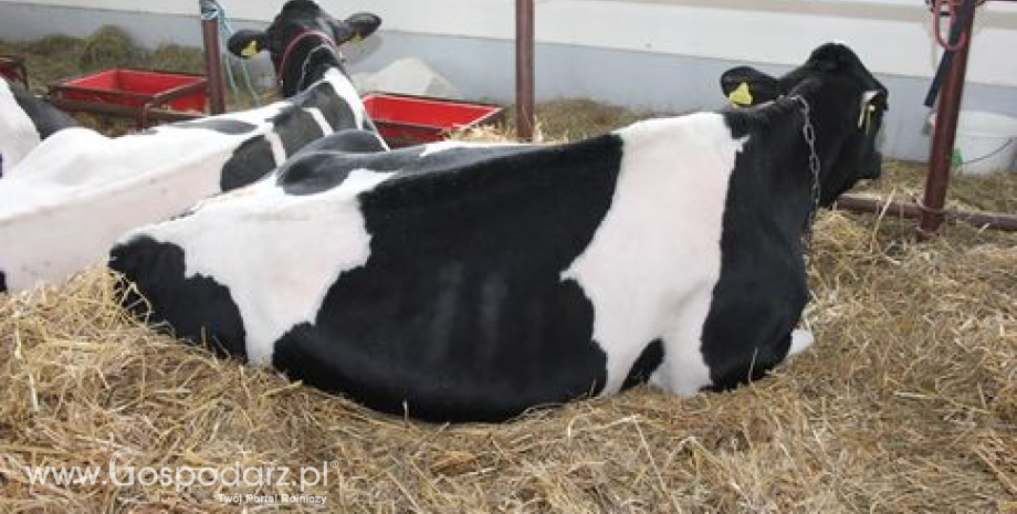 IERiGŻ: Niskie ceny mleka mogą przyczynić się do wzrostu ubojów krów i jałówek