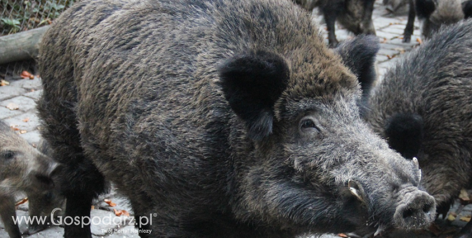 Niektóre tymczasowe środki ochronnych wobec afrykańskiego pomoru świń w Polsce