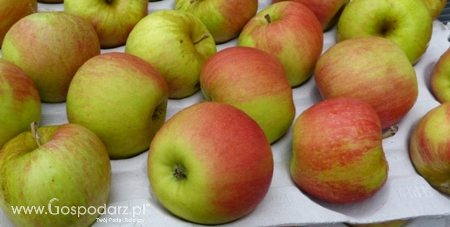 W maju zapasy jabłek w Polsce były o 30% wyższe niż rok temu. Ceny spadły o połowę