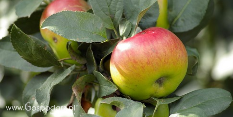 Dobre prognozy zbiorów owoców z drzew w 2013 roku