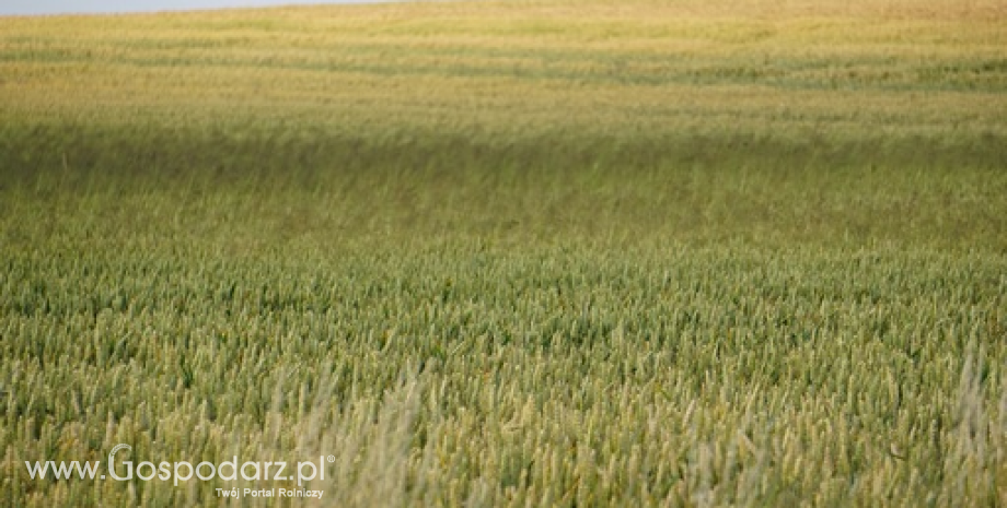 Produkcja zbóżowa na Ukrainie zbliży się do 60 mln ton