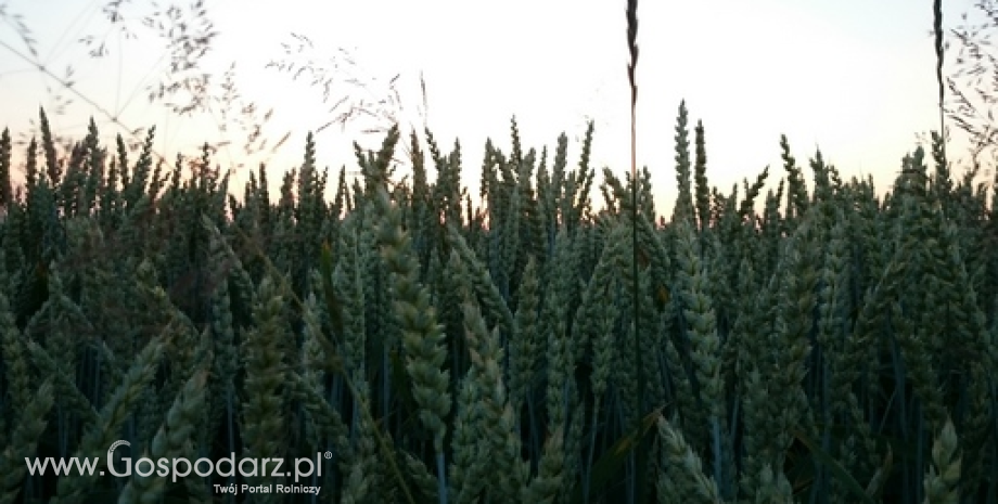 Notowania zbóż w Polsce na tle UE