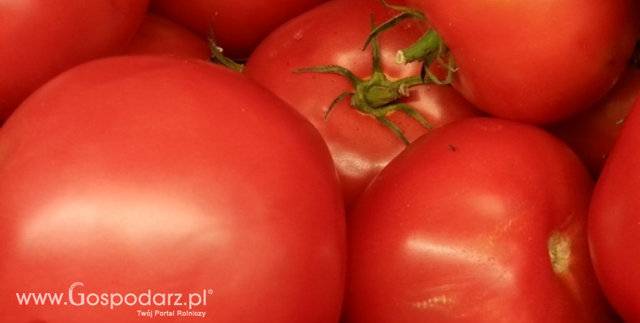 Handel pomidorami na świecie