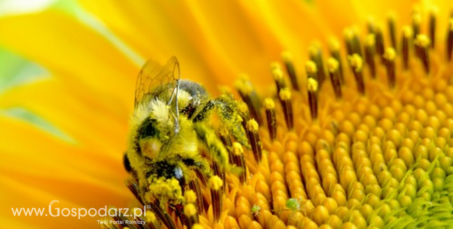 Nowe metody oceny szkodliwości pestycydów na pszczoły