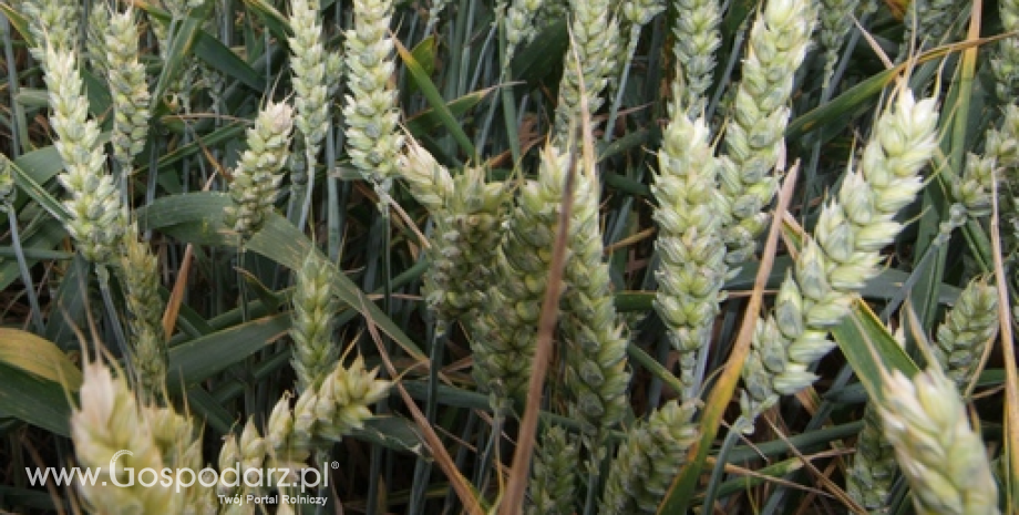 Francja: Zbiory pszenicy będą wyższe niż przed rokiem