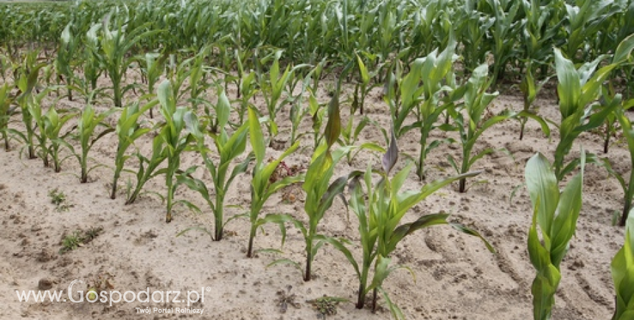 Prognozy zbiorów pszenicy i kukurydzy w Chinach