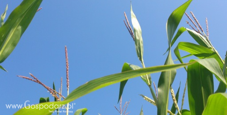 Notowania zbóż. Kukurydza najdroższa od 2 lat, pszenica od ponad roku (2.07.2015)