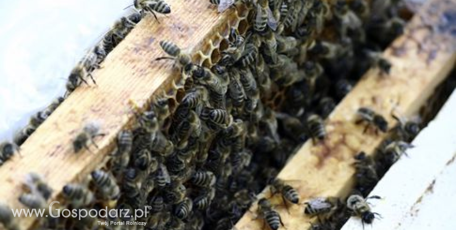Unia w obronie pszczół