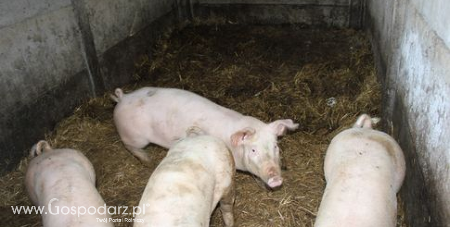 Unijny eksport wieprzowiny do Chin przekroczył 0,5 mln ton