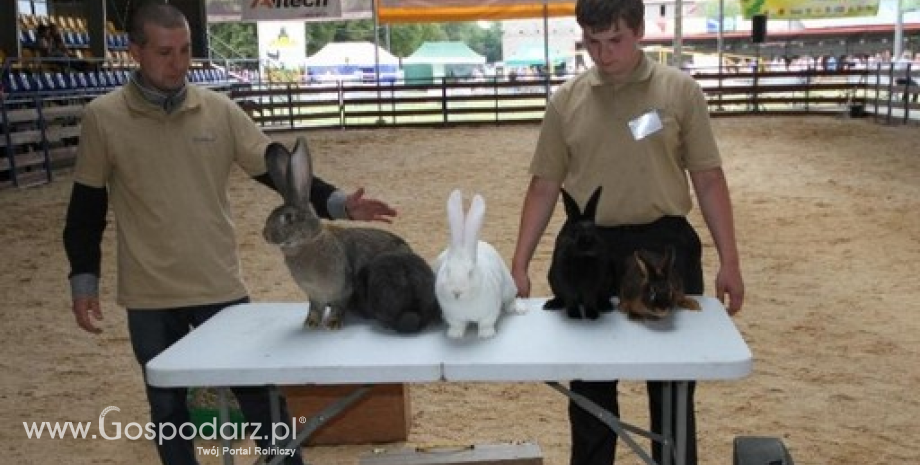 Superczempiony, czempiony i wiceczempiony królików XXI Regionalnej Wystawy Zwierząt Hodowlanych w Szepietowie