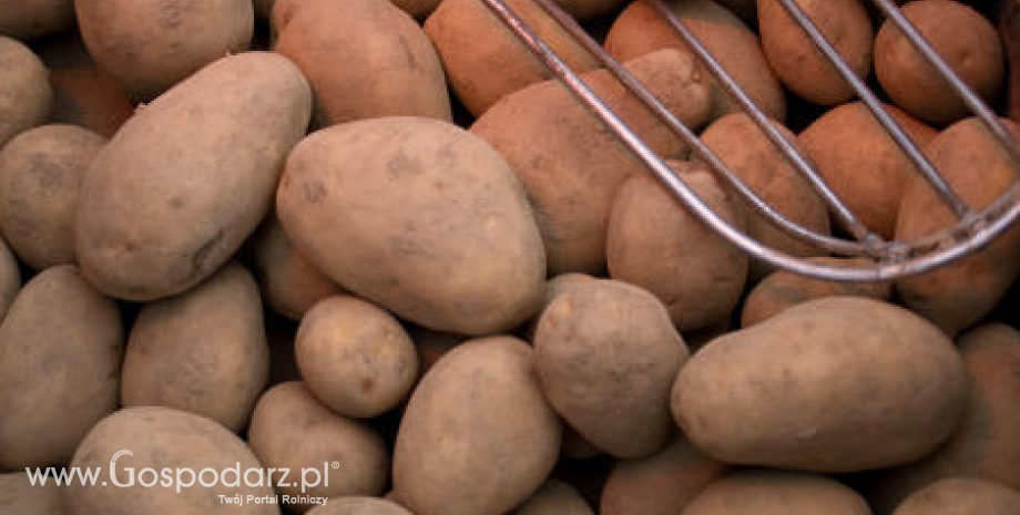 Wyjątkowo niskie zbiory ziemniaków w Wielkiej Brytanii w 2012 roku