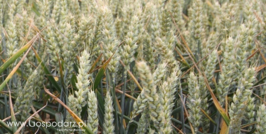 USDA naniósł korekty w bilansie zbóż