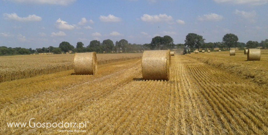 Rynek zbóż w Polsce i na świecie (22-28.06.2015)