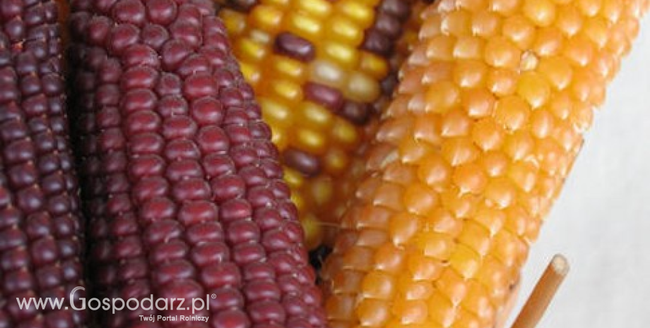 Wysokie prognozy zbiorów kukurydzy