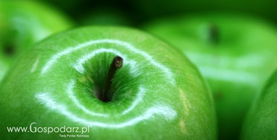 Chiny: Produkcja i eksport jabłek