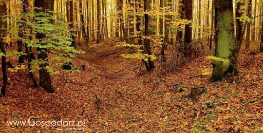 Powierzchnia gruntów leśnych w Polsce wzrosła do 9,4 mln ha