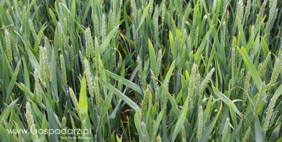 Notowania zbóż. Na CBoT pszenica runęła w dół o ponad 4% (26.05.2015)
