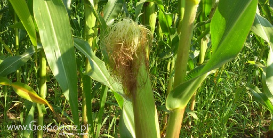 Chiny zredukują powierzchnię upraw kukurydzy