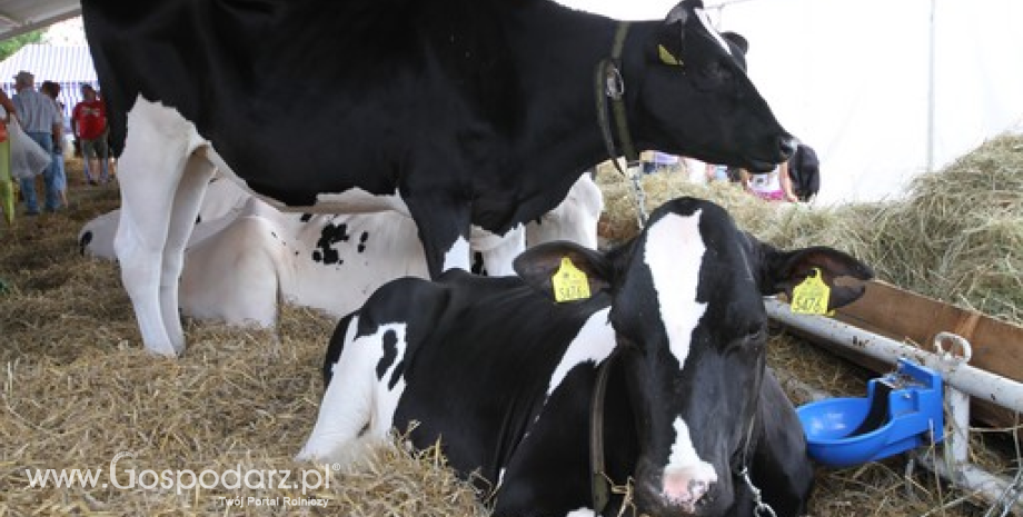 Pogłowie krów, produkcja i dostawy mleka w Polsce