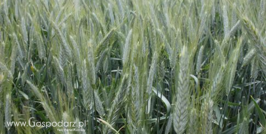 Spadek cen zbóż w Polsce